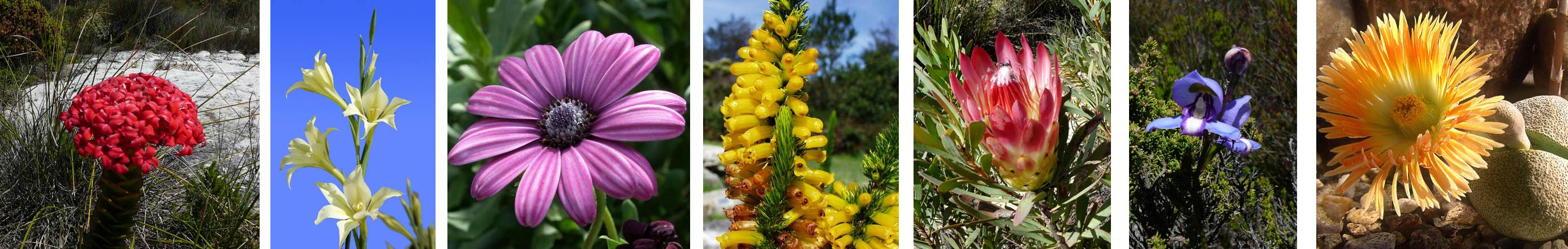 Cape Flora Diversity